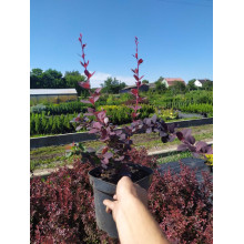 Барбарис оттавський Суперба | Berberis ottawensis Superba | Барбарис оттавский Суперба
