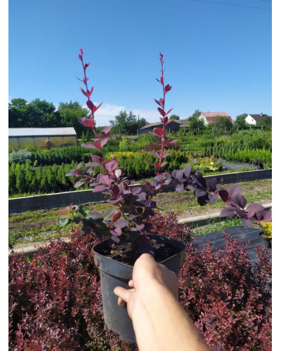 Барбарис оттавський Суперба | Berberis ottawensis Superba | Барбарис оттавский Суперба