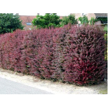 Барбарис оттавський Суперба | Berberis ottawensis Superba | Барбарис оттавский Суперба