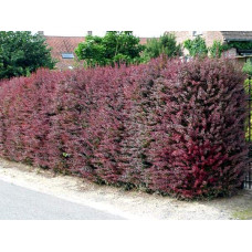 Барбарис оттавський Суперба | Berberis ottawensis Superba | Барбарис оттавский Суперба