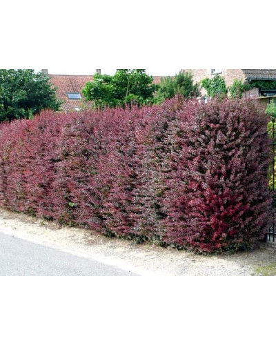 Барбарис оттавський Суперба | Berberis ottawensis Superba | Барбарис оттавский Суперба