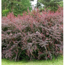 Барбарис оттавський Суперба | Berberis ottawensis Superba | Барбарис оттавский Суперба