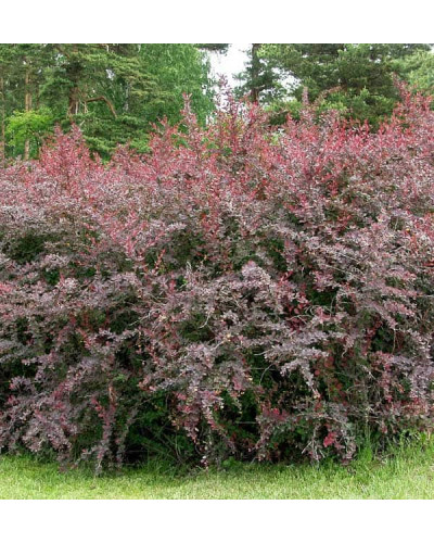 Барбарис оттавський Суперба | Berberis ottawensis Superba | Барбарис оттавский Суперба