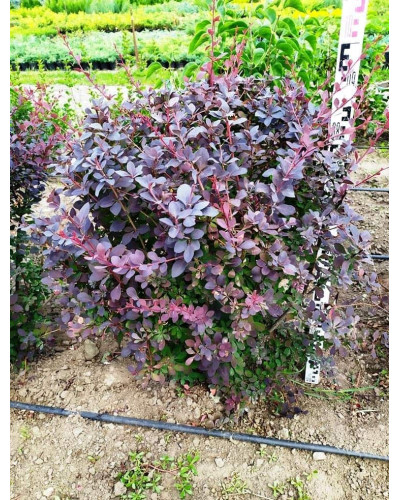 Барбарис оттавський Суперба | Berberis ottawensis Superba | Барбарис оттавский Суперба