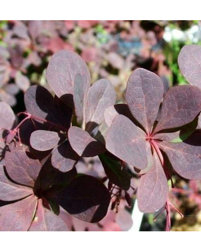Барбарис оттавський Суперба | Berberis ottawensis Superba | Барбарис оттавский Суперба