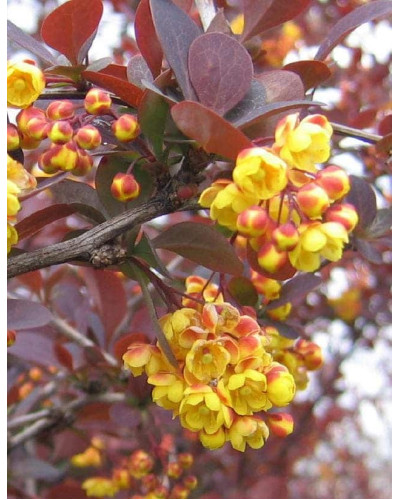 Барбарис оттавський Суперба | Berberis ottawensis Superba | Барбарис оттавский Суперба