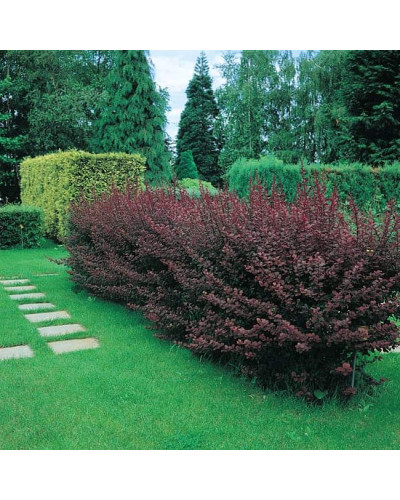 Барбарис оттавський Суперба | Berberis ottawensis Superba | Барбарис оттавский Суперба