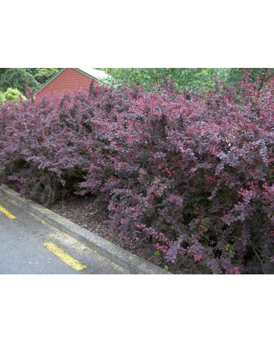 Барбарис оттавський Суперба | Berberis ottawensis Superba | Барбарис оттавский Суперба