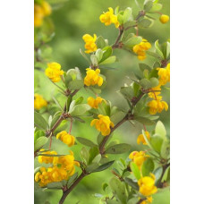 Барбарис самшитолистий Нана | Berberis buxifolia Nana | Барбарис самшитолистный Нана