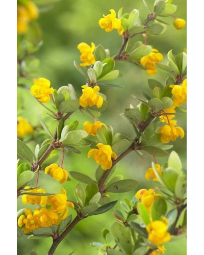 Барбарис самшитолистий Нана | Berberis buxifolia Nana | Барбарис самшитолистный Нана