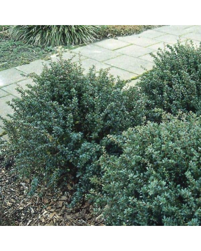 Барбарис самшитолистий Нана | Berberis buxifolia Nana | Барбарис самшитолистный Нана