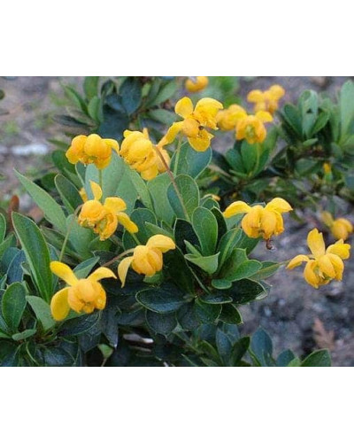 Барбарис самшитолистий Нана | Berberis buxifolia Nana | Барбарис самшитолистный Нана
