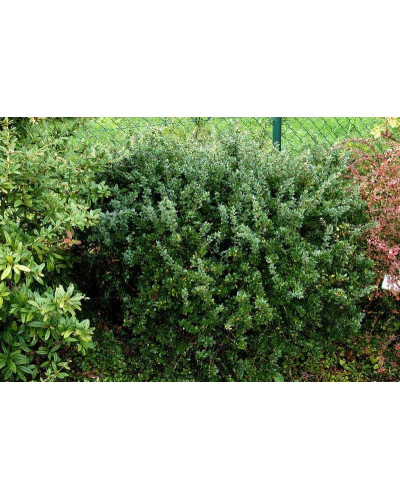 Барбарис самшитолистий Нана | Berberis buxifolia Nana | Барбарис самшитолистный Нана