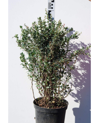 Барбарис самшитолистий Нана | Berberis buxifolia Nana | Барбарис самшитолистный Нана