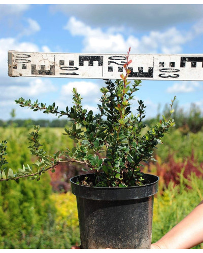 Барбарис самшитолистий Нана | Berberis buxifolia Nana | Барбарис самшитолистный Нана