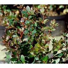 Барбарис самшитолистий Нана | Berberis buxifolia Nana | Барбарис самшитолистный Нана