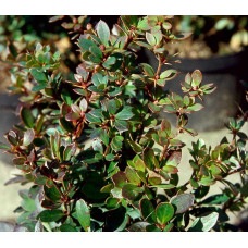 Барбарис самшитолистий Нана | Berberis buxifolia Nana | Барбарис самшитолистный Нана