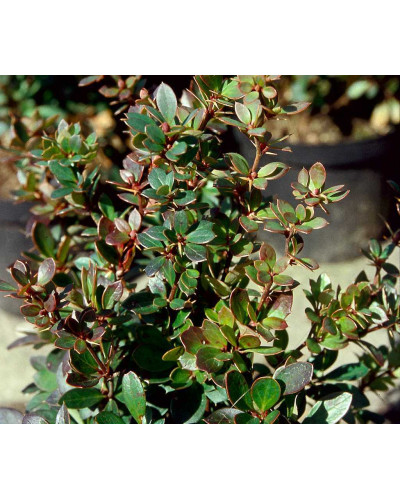 Барбарис самшитолистий Нана | Berberis buxifolia Nana | Барбарис самшитолистный Нана