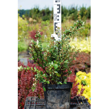 Барбарис самшитолистий Нана | Berberis buxifolia Nana | Барбарис самшитолистный Нана