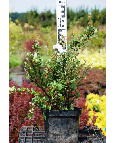 Барбарис самшитолистий Нана | Berberis buxifolia Nana | Барбарис самшитолистный Нана
