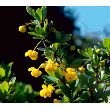 Барбарис самшитолистий Нана | Berberis buxifolia Nana | Барбарис самшитолистный Нана