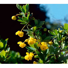 Барбарис самшитолистий Нана | Berberis buxifolia Nana | Барбарис самшитолистный Нана