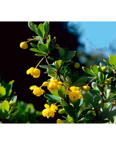 Барбарис самшитолистий Нана | Berberis buxifolia Nana | Барбарис самшитолистный Нана
