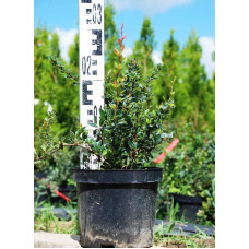 Барбарис самшитолистий Нана | Berberis buxifolia Nana | Барбарис самшитолистный Нана