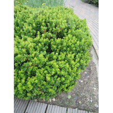 Барбарис самшитолистий Нана | Berberis buxifolia Nana | Барбарис самшитолистный Нана