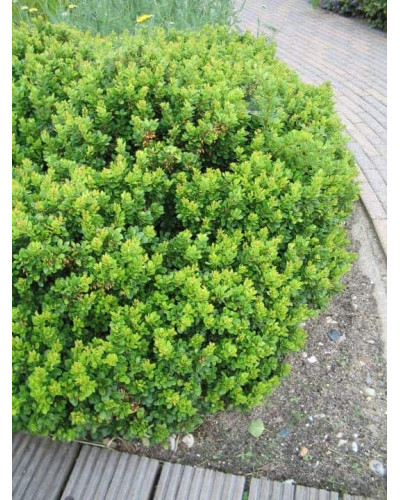 Барбарис самшитолистий Нана | Berberis buxifolia Nana | Барбарис самшитолистный Нана