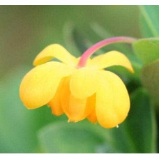 Барбарис самшитолистий Нана | Berberis buxifolia Nana | Барбарис самшитолистный Нана