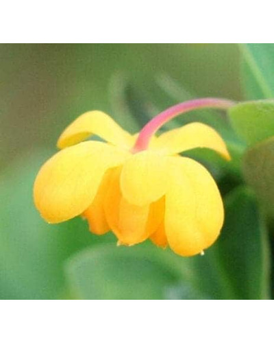 Барбарис самшитолистий Нана | Berberis buxifolia Nana | Барбарис самшитолистный Нана
