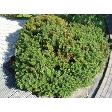Барбарис самшитолистий Нана | Berberis buxifolia Nana | Барбарис самшитолистный Нана