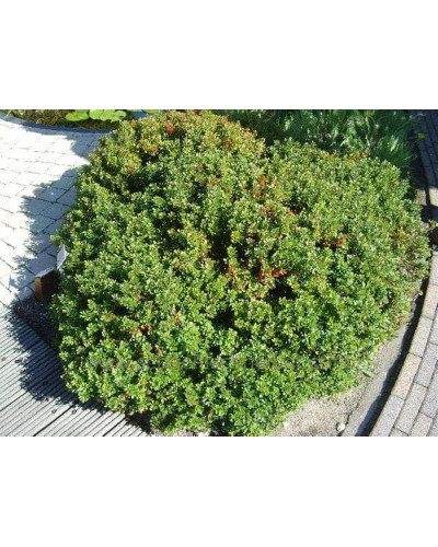 Барбарис самшитолистий Нана | Berberis buxifolia Nana | Барбарис самшитолистный Нана