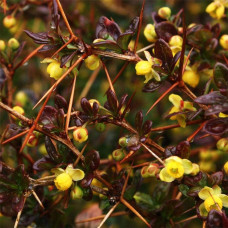 Барбарис середній Ред Джевел | Berberis media Red Jewel | Барбарис средний Ред Джевел