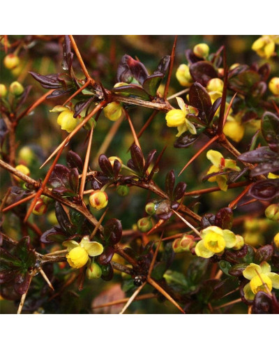 Барбарис середній Ред Джевел | Berberis media Red Jewel | Барбарис средний Ред Джевел