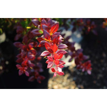 Барбарис середній Ред Джевел | Berberis media Red Jewel | Барбарис средний Ред Джевел
