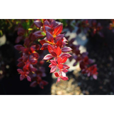 Барбарис середній Ред Джевел | Berberis media Red Jewel | Барбарис средний Ред Джевел