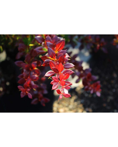 Барбарис середній Ред Джевел | Berberis media Red Jewel | Барбарис средний Ред Джевел