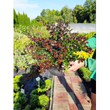 Барбарис середній Ред Джевел | Berberis media Red Jewel | Барбарис средний Ред Джевел
