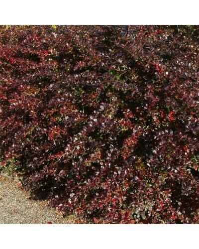 Барбарис середній Ред Джевел | Berberis media Red Jewel | Барбарис средний Ред Джевел