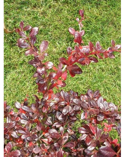 Барбарис середній Ред Джевел | Berberis media Red Jewel | Барбарис средний Ред Джевел