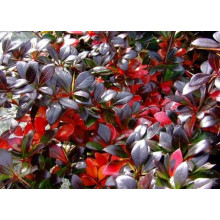 Барбарис середній Ред Джевел | Berberis media Red Jewel | Барбарис средний Ред Джевел