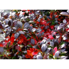 Барбарис середній Ред Джевел | Berberis media Red Jewel | Барбарис средний Ред Джевел