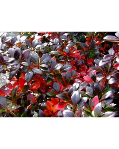 Барбарис середній Ред Джевел | Berberis media Red Jewel | Барбарис средний Ред Джевел