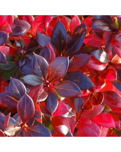 Барбарис середній Ред Джевел | Berberis media Red Jewel | Барбарис средний Ред Джевел