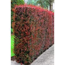 Барбарис Тунберга Атропурпуреа | Berberis thunbergii Atropurpurea