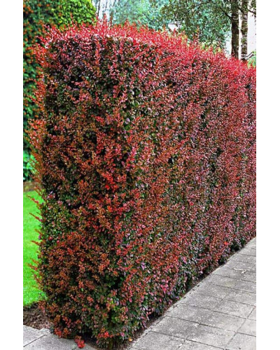 Барбарис Тунберга Атропурпуреа | Berberis thunbergii Atropurpurea