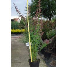 Барбарис Тунберга Атропурпуреа | Berberis thunbergii Atropurpurea