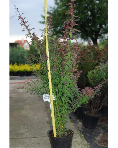 Барбарис Тунберга Атропурпуреа | Berberis thunbergii Atropurpurea
